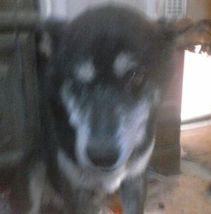 Meet your Posher, J.r.